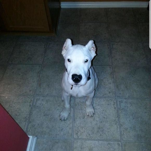 Meet your Posher, Richard - Picture 1 of 1